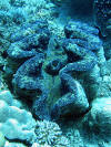 protected giant clams in the aitutaki lagoon cook islands