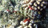 snorkeling aitutaki is a great way to view the little hawkfish