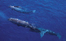 Humpback whales aitutaki