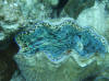 Aitutaki snorkeling, giant clam