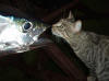 Tiger can't wait for her dinner, fresh yellow fin tuna caught dep sea fishing aitutaki