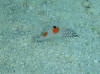 One of the more rare fishes in the aitutaki lagoon, but I know where one lives.